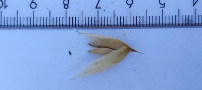 Click for 2 image(s) for this accession. Spikelet